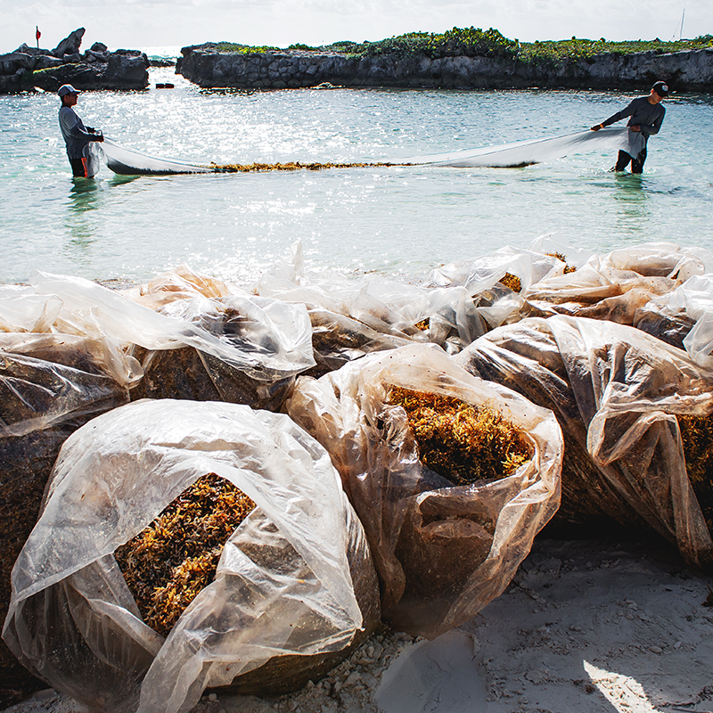 Beach_cleaner_6