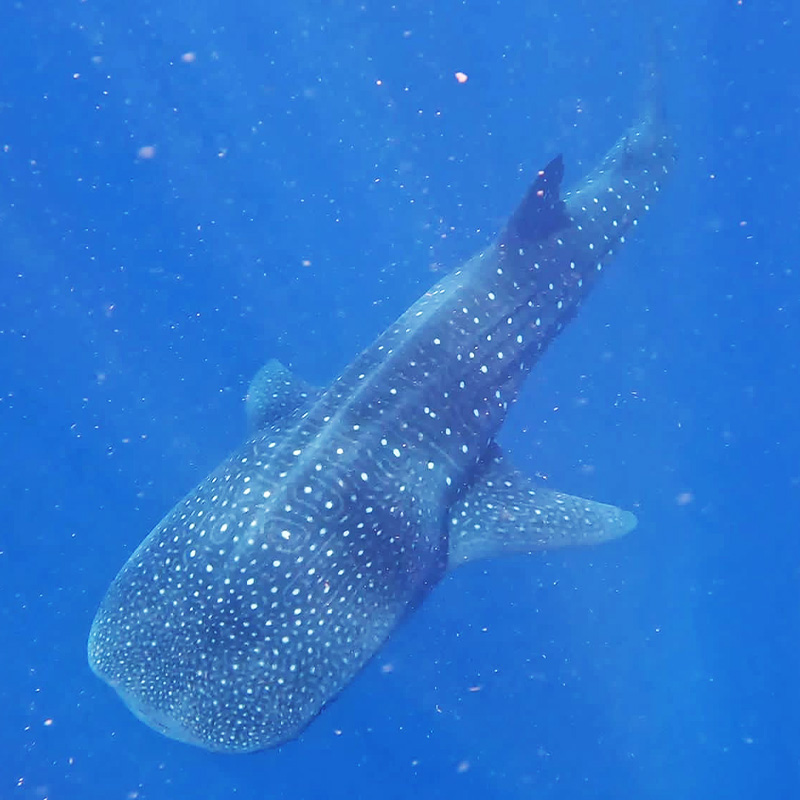 Whale_shark_Pictures_0000s_0000_Whale_shark_2