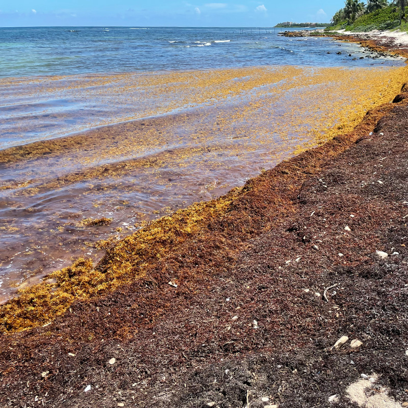 Sargassum_Pictures_0000s_0000_Sargassum_9.jpg