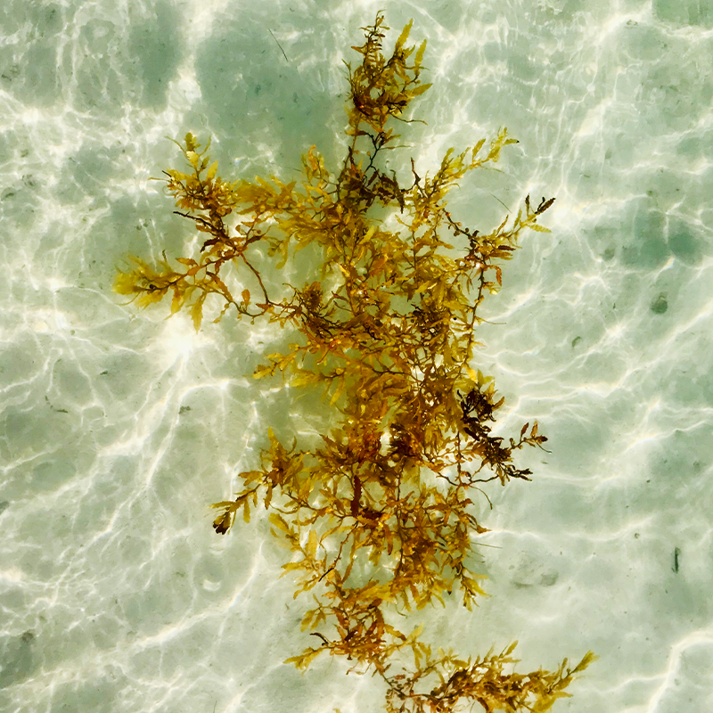 Sargassum_Pictures_0000s_0002_Sargassum_3.jpg