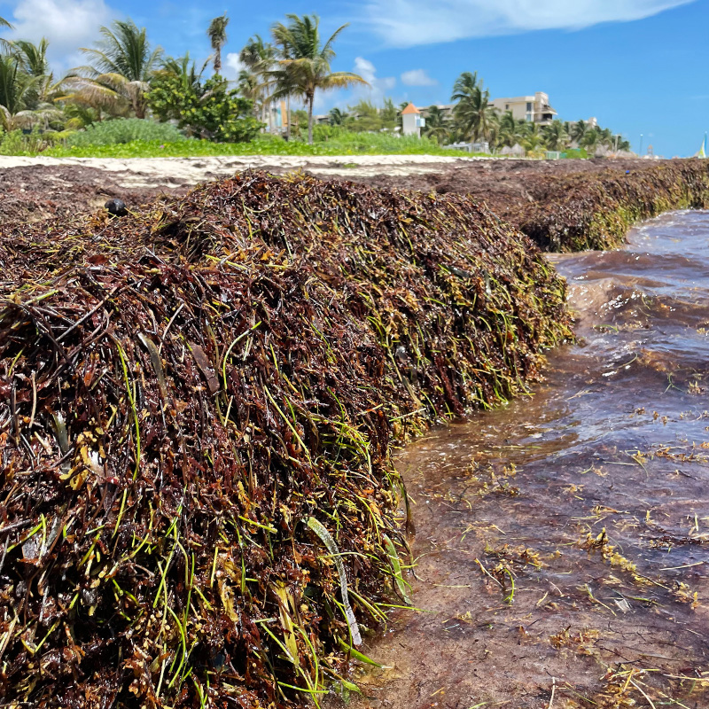 Sargassum_Pictures_0000s_0003_Sargassum_6.jpg